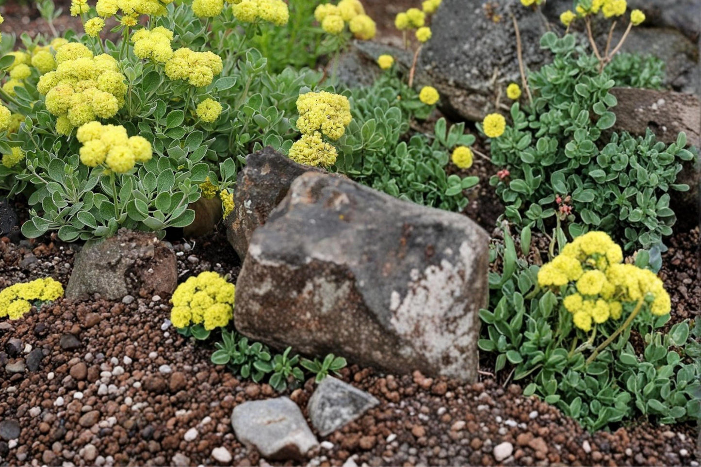 Sulfurflower Buckwheat Seeds 100 Pack – Eriogonum umbellatum Drought Tolerant Perennial for Rock Gardens & Xeriscape
