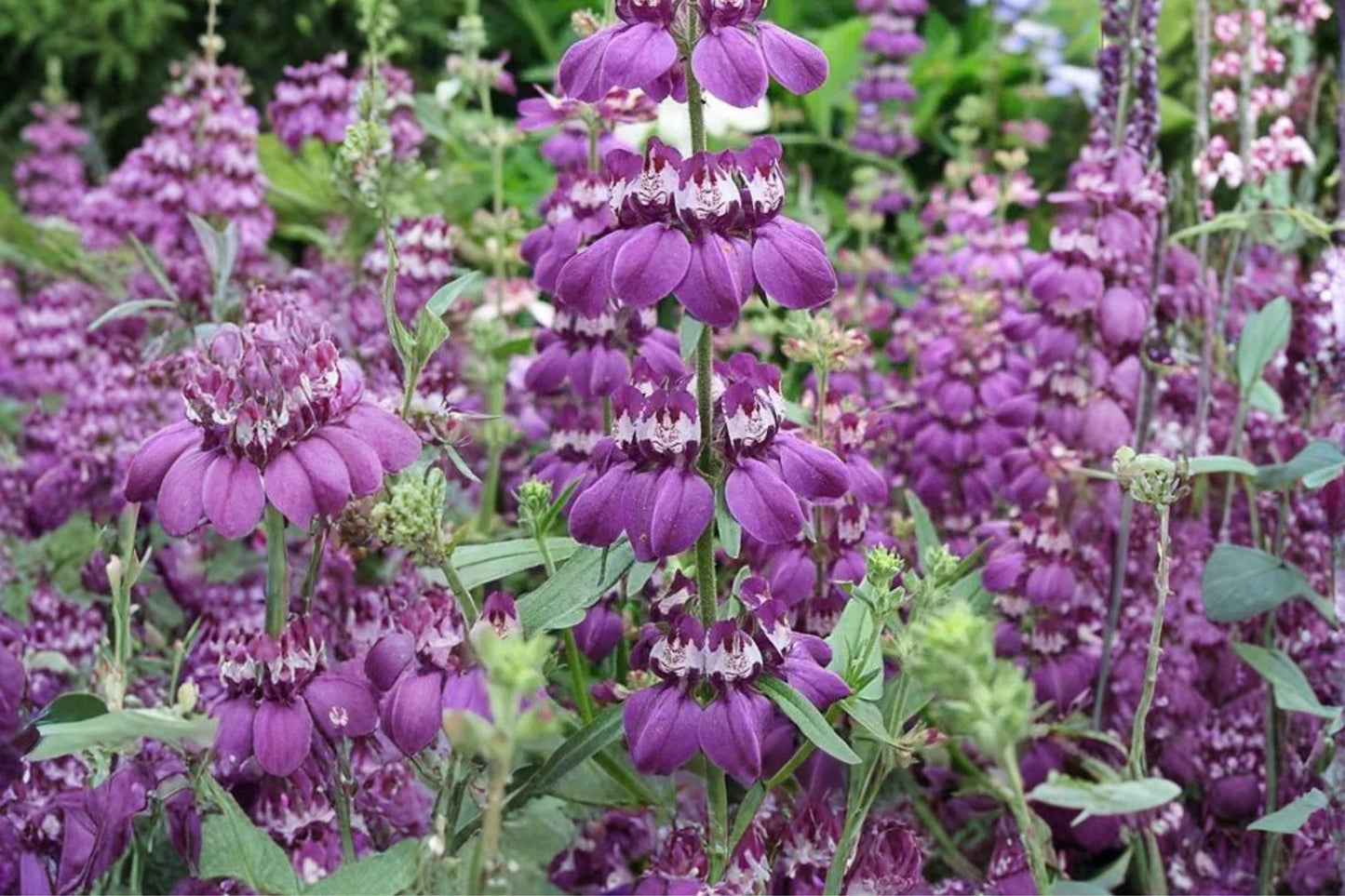 Chinese Houses Seeds – Collinsia heterophylla, Colorful Tiered Annual Flower, Wildflower Garden, Border Plant, 100 Seeds