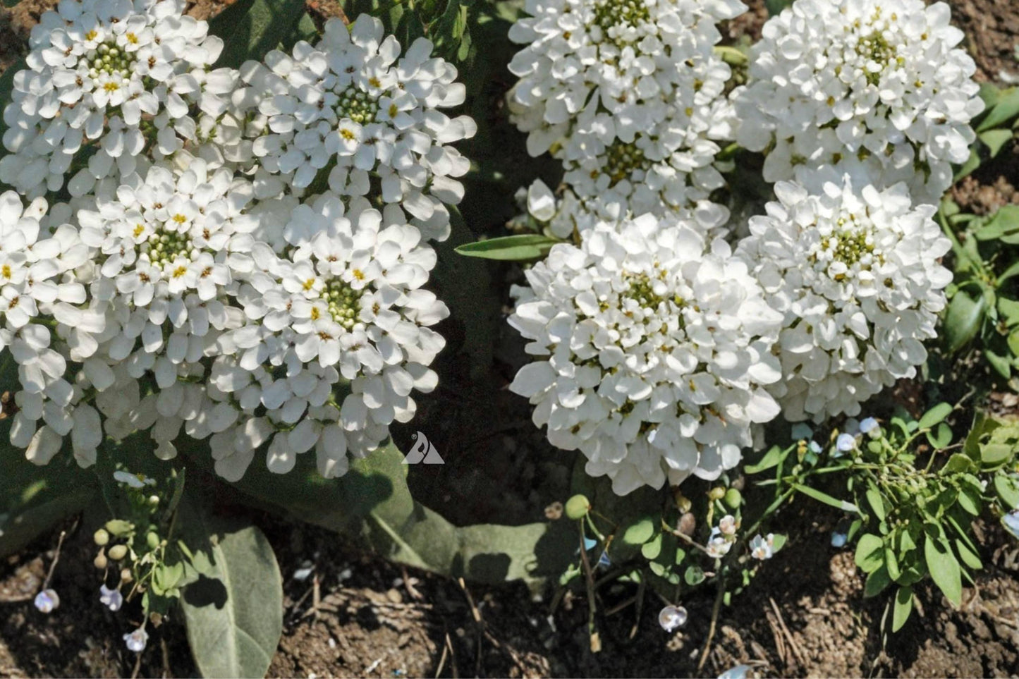 Empress Candytuft Seeds – Iberis amara Herbaceous Annual with Dense White Flowers, Perfect for Borders and Edging, 100 Seeds
