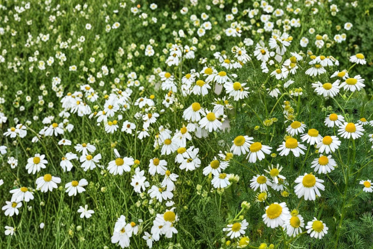German Chamomile Seeds – Herbaceous Annual, White Daisy Flowers, Matricaria recutita, Medicinal Herb, Garden Border Plant