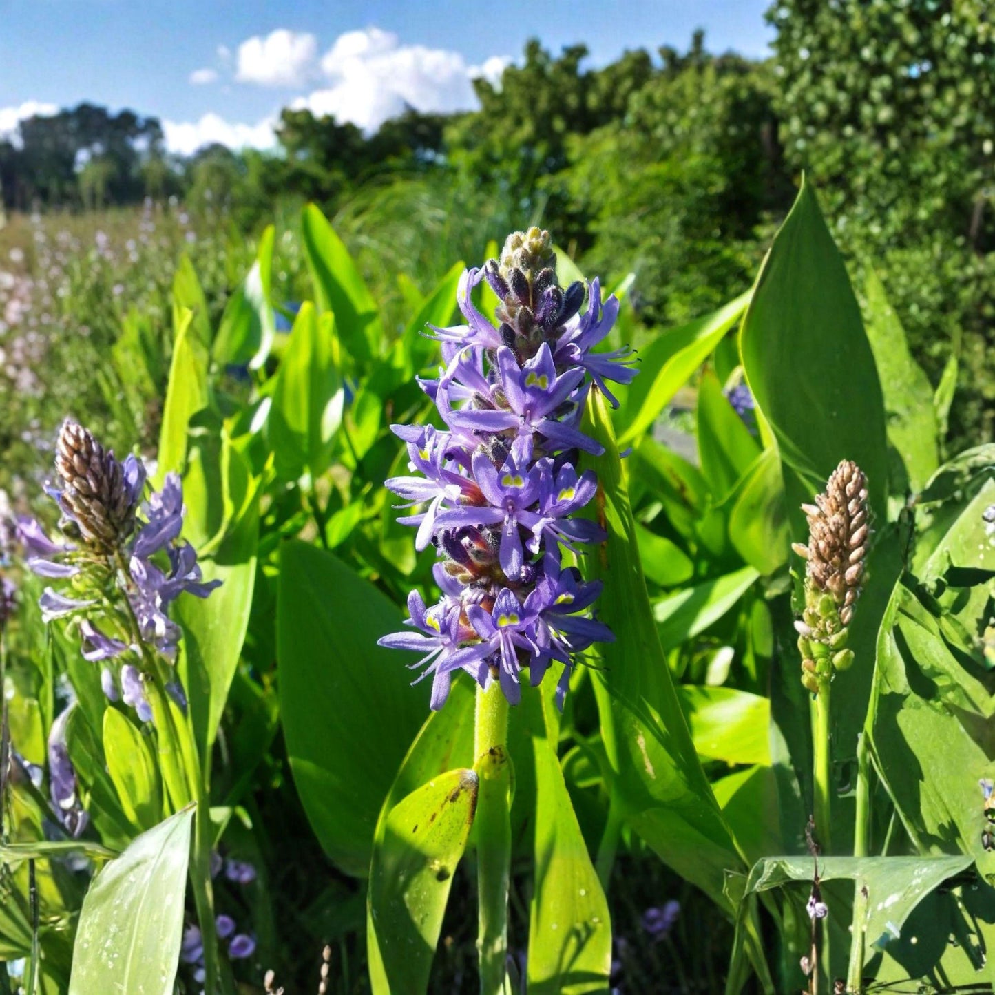 Pontederia cordata Seeds – Pickerel Weed, Aquatic Pond Plant, Purple Water Flower, Wetland Garden Plant, 10 Seeds