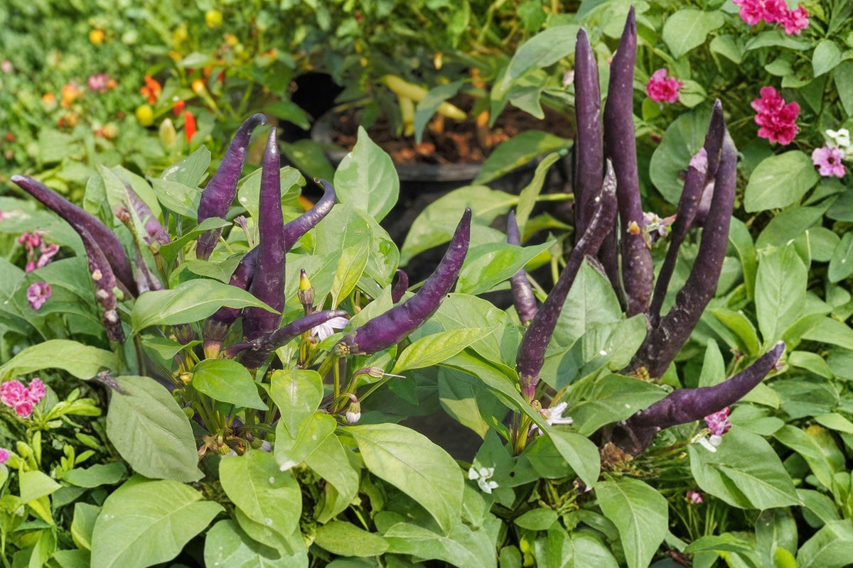 Purple Cayenne Pepper Seeds - Heirloom Non-GMO Long Pods for Spicy Garden, Capsicum annuum