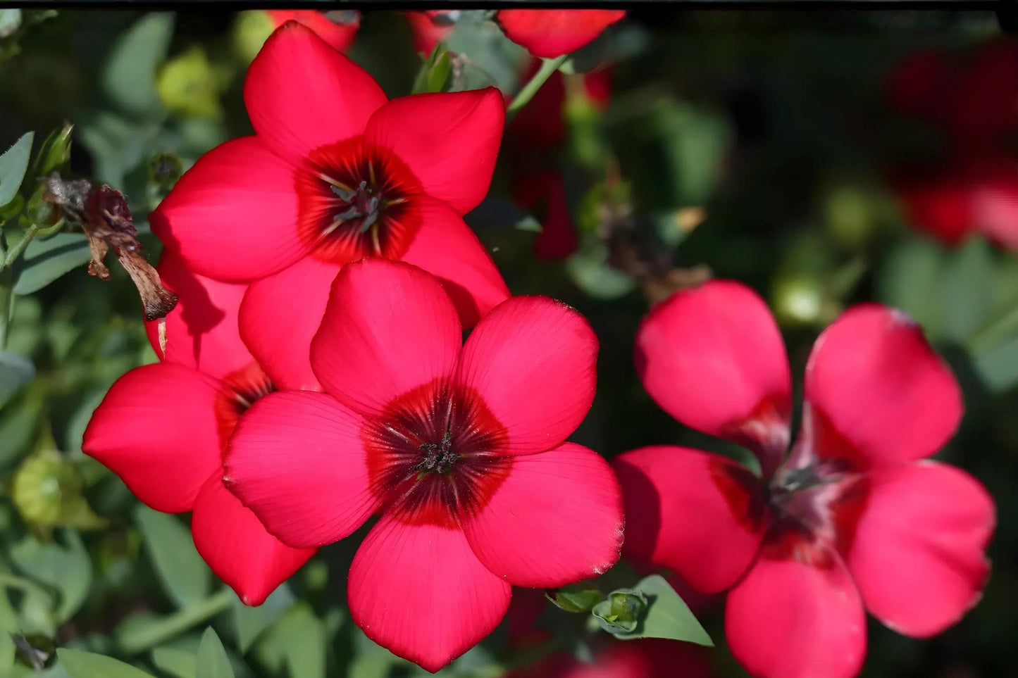 Scarlet Flax Seeds 100 Pack | Red Linum grandiflorum rubrum Wildflower, Cottage Garden, Border Plant
