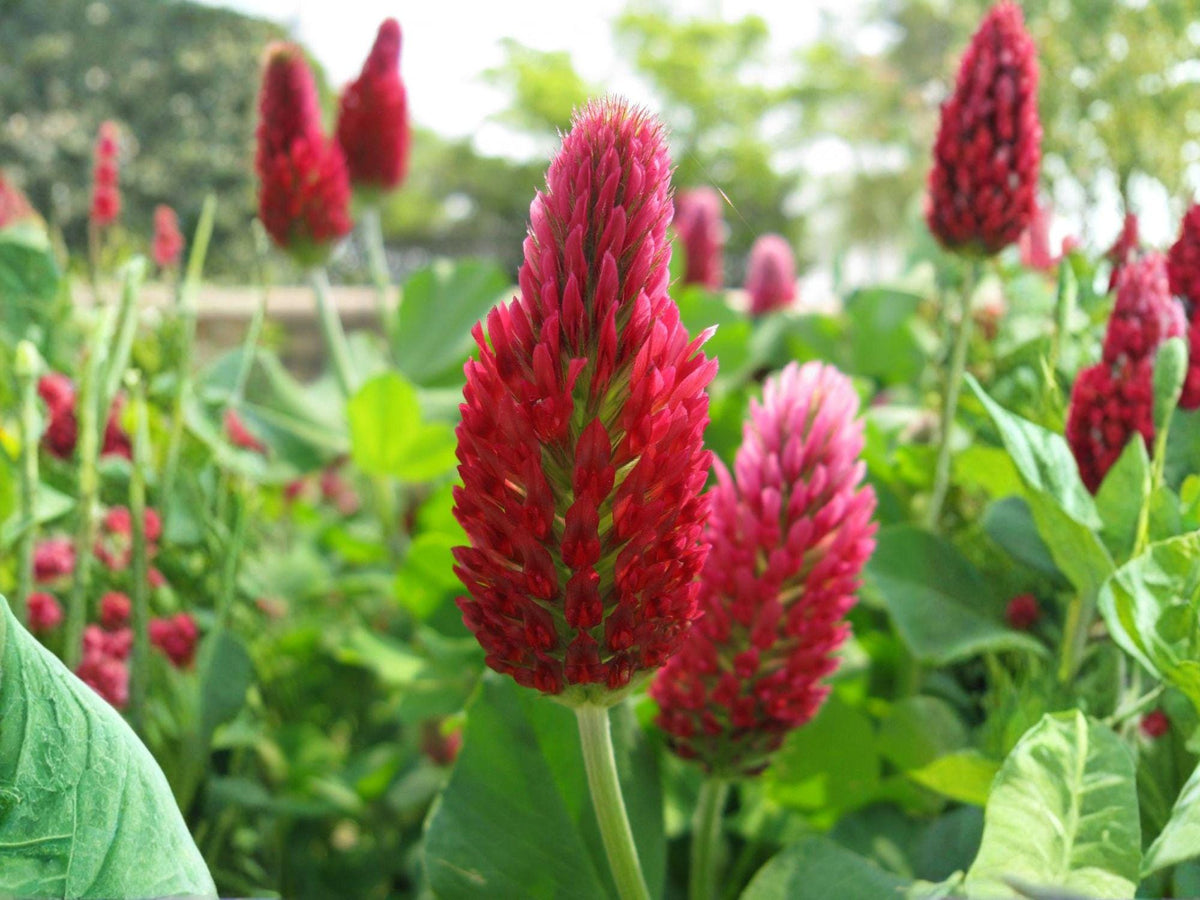 Crimson Clover Seeds | Trifolium incarnatum | Red Flowering Annual for Gardens & Natural Plantings | 100 Seeds
