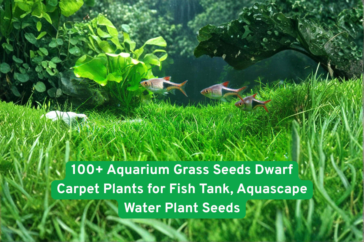 100+ Dwarf Aquarium Grass Seeds for Fish Tank, Aquascape Water Plant, Freshwater Carpet Grass, Easy to Grow, Bright Green