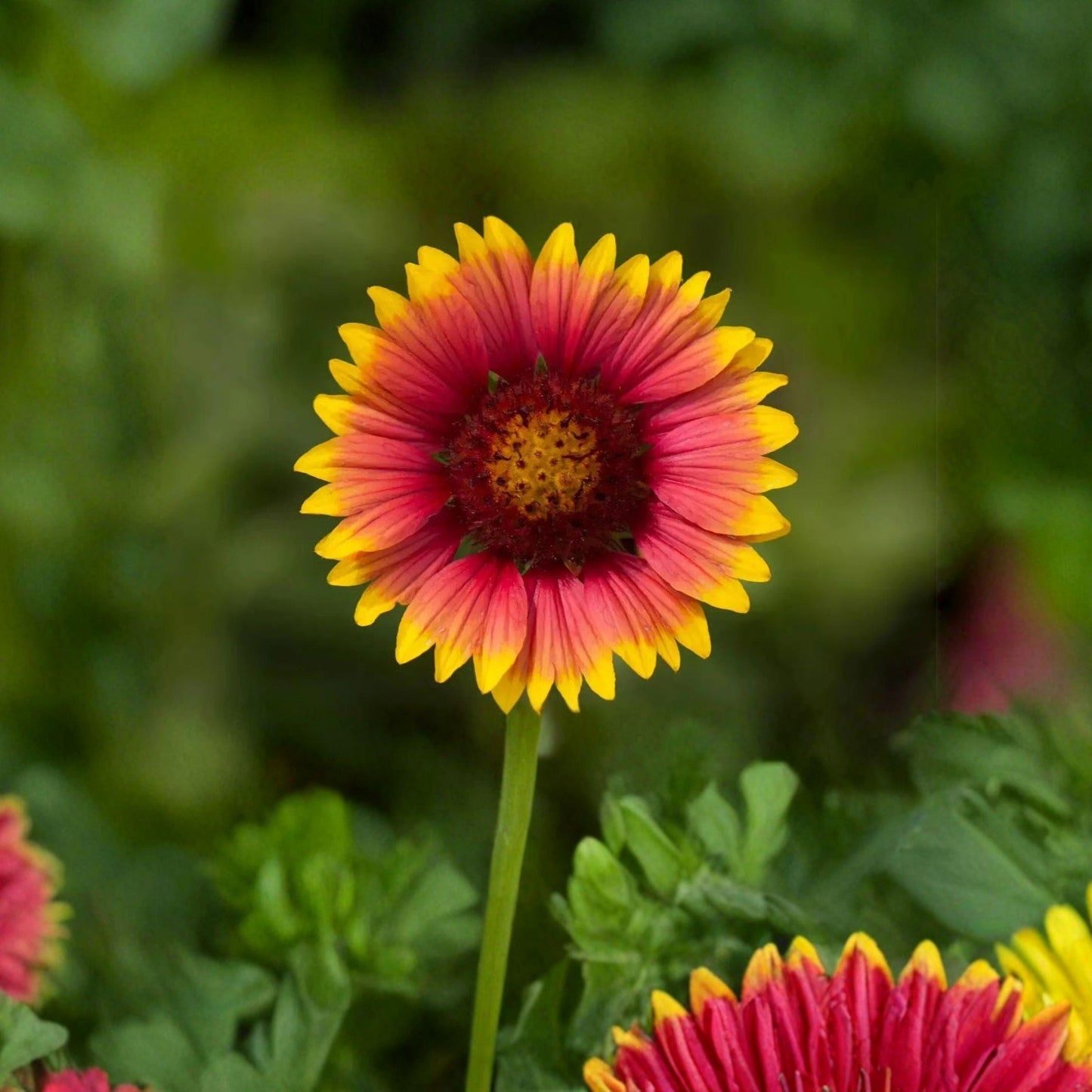 Indian Blanket Flower Seeds Heirloom Wildflower Mix - Gaillardia pulchella, Bright Red, Orange & Yellow, Pollinator-Friendly, 600 Seeds