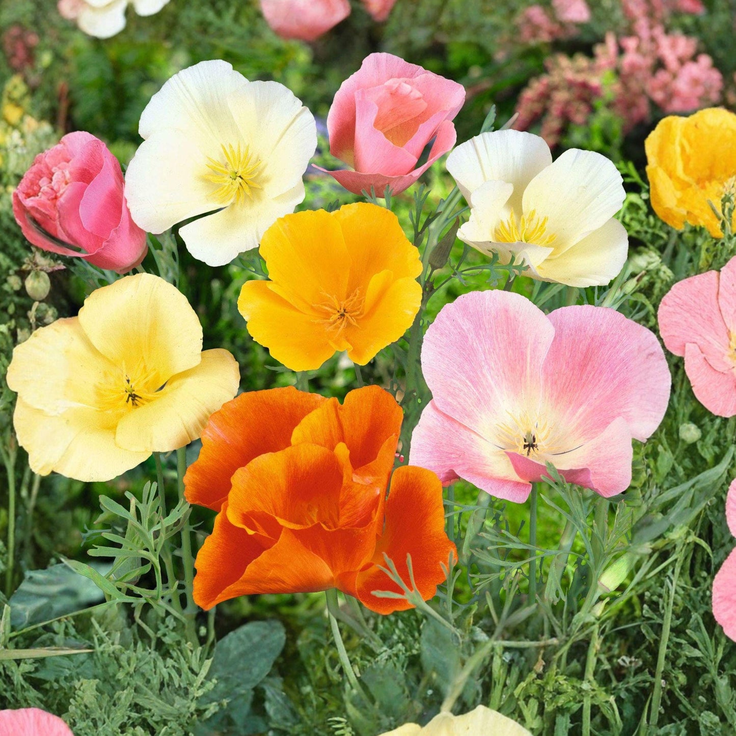California Poppy Seeds Spring Mix Wildflower Drought Tolerant Eschscholzia californica – 400 Seeds