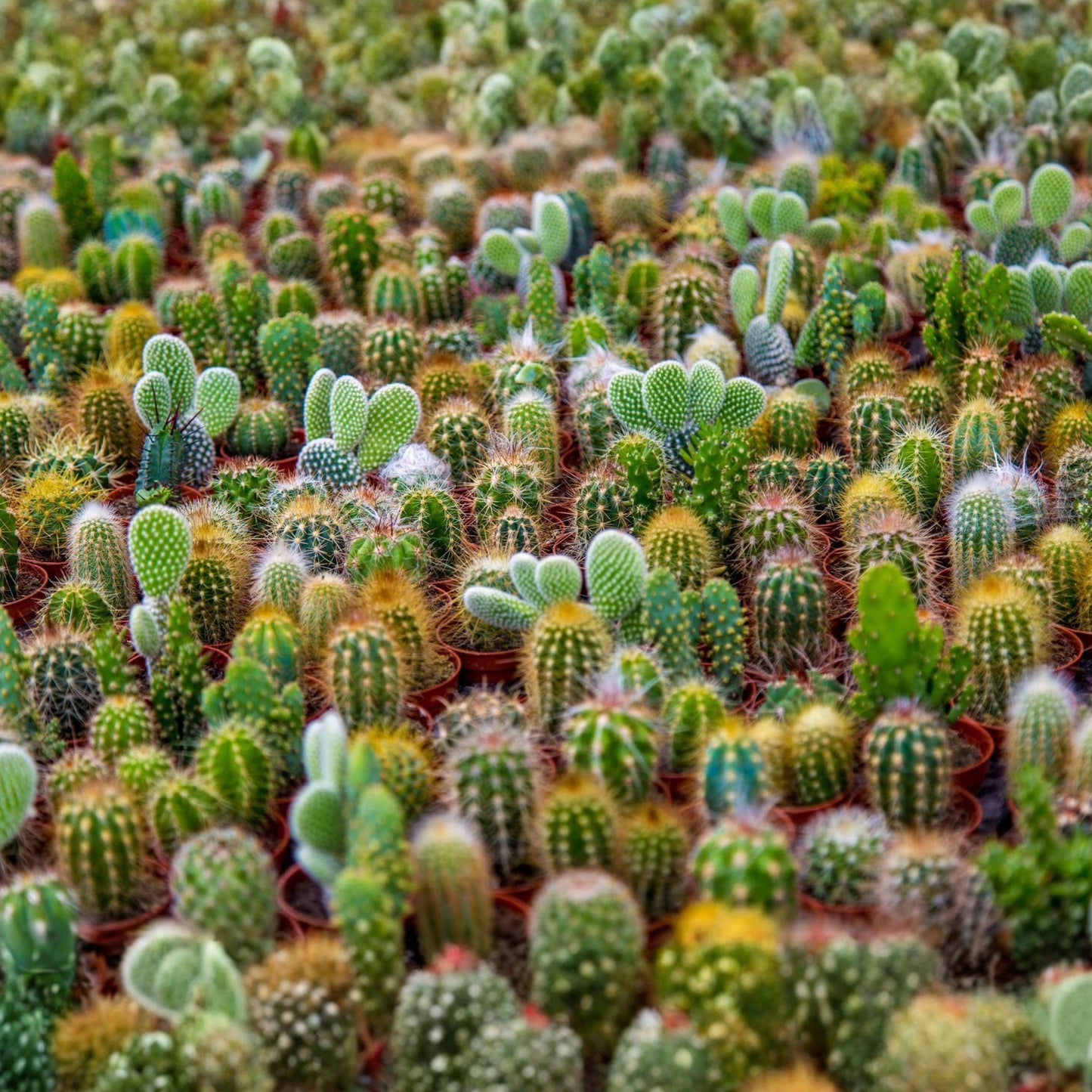 Cactus Seed Mix - 50 Exotic Succulent Varieties for Indoor & Garden - Mixed Species, Low Water, Well-Drained Soil