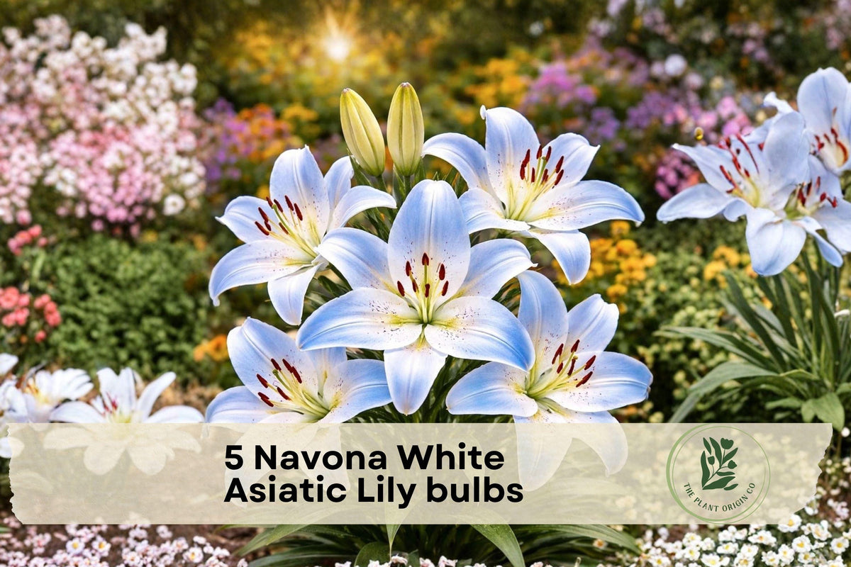 Navona White Asiatic Lily Bulbs – Pure White Perennial Flower Bulbs for Garden Beds & Borders – Lilium asiaticum