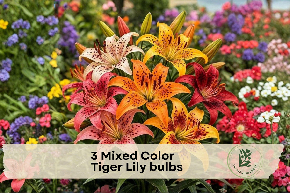 Mixed Color Tiger Lily Bulbs – Perennial Flower Bulbs for Garden Beds, Borders, Vibrant Orange, Yellow, Red, Pink, White, Lilium lancifolium