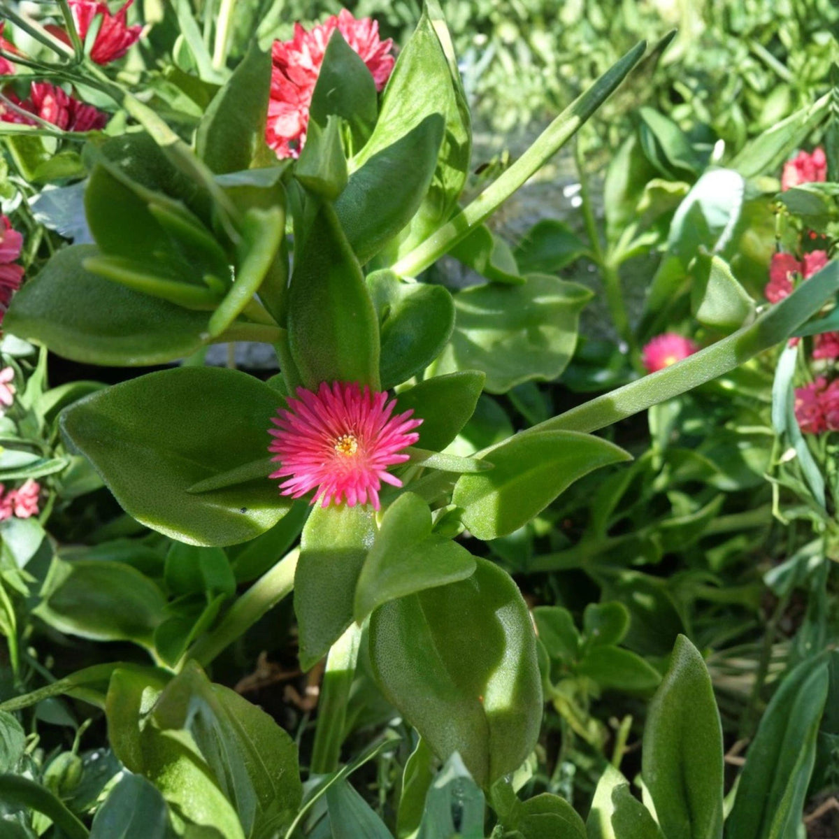 Aptenia cordifolia Cuttings, Purple Pink Ice Plant, Baby Sun Rose Ground Cover, Succulent Propagation, Low-Growing Trailing Plant
