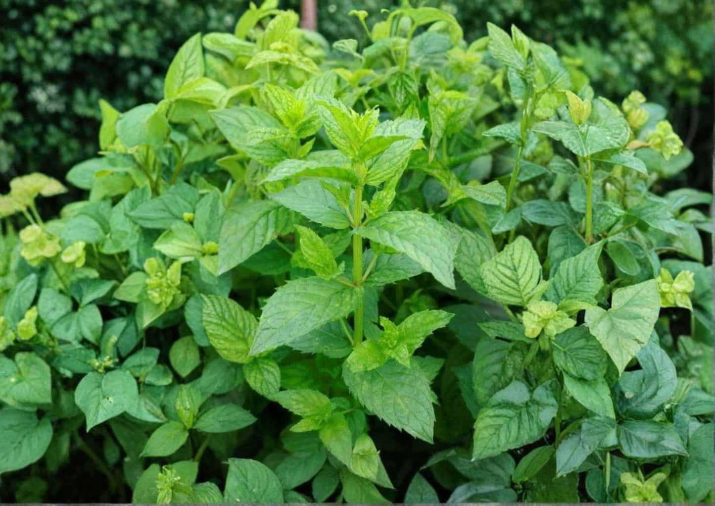 Spearmint Seeds, Heirloom Non-GMO, Aromatic Culinary Herb, Mentha spicata, Perennial Herb Seeds for Garden, Containers, and Herb Gardens
