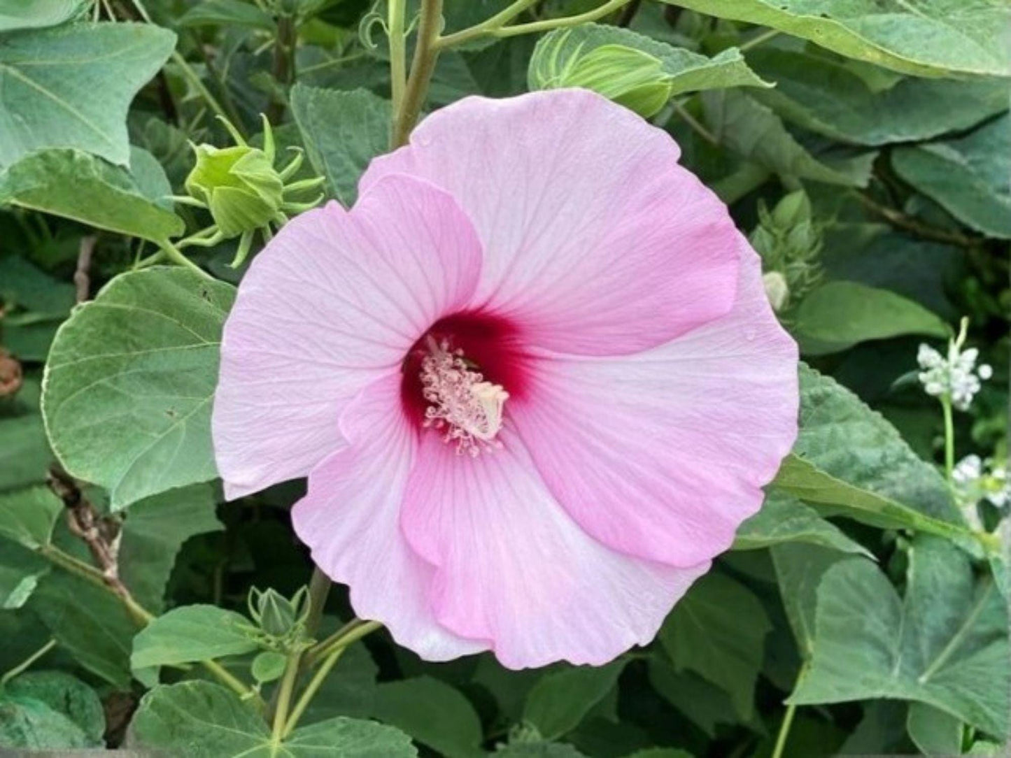 Hibiscus moscheutos Seeds – Heirloom Swamp Rose Mallow Native Flower Garden Planting, Large Ornamental Blooms