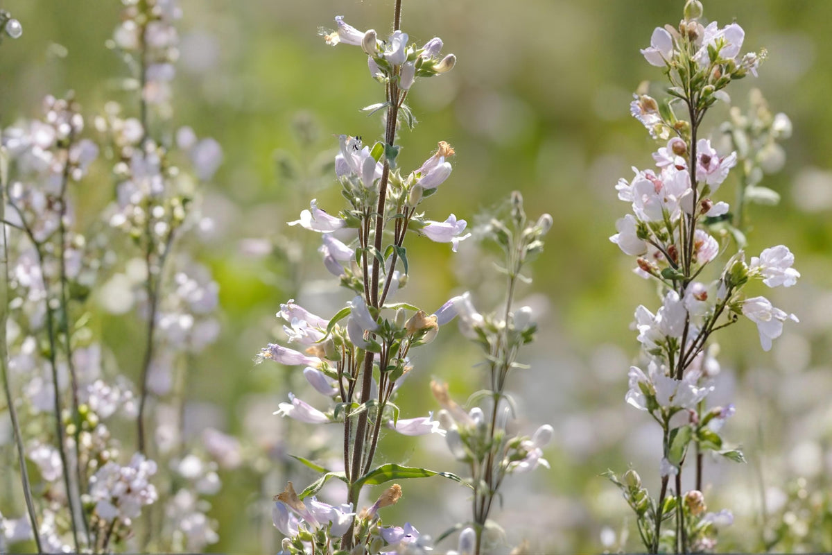 Pale Beardtongue Seeds (Penstemon pallidus) – Native Wildflower for Pollinator Gardens, Drought Tolerant, Easy to Grow