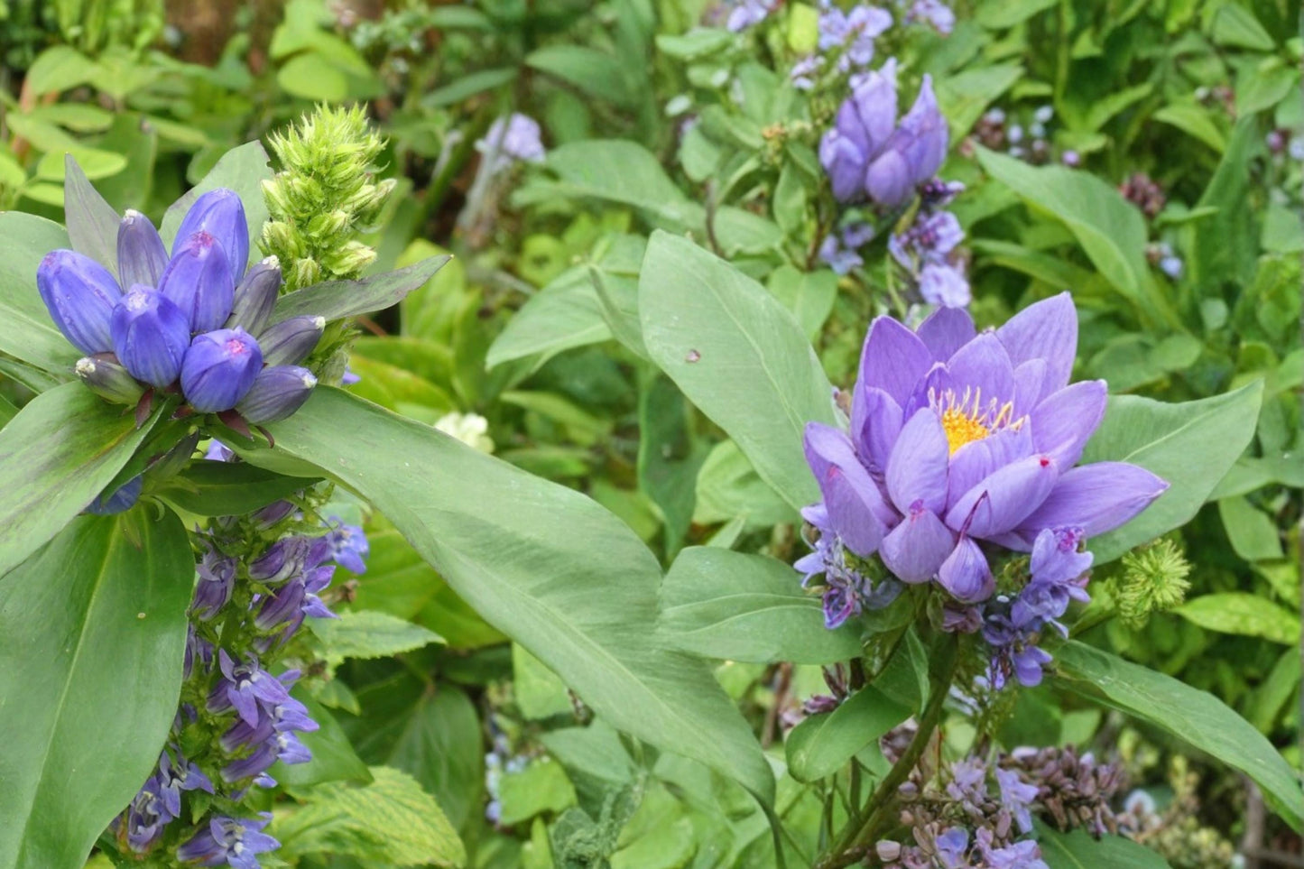 Great Blue Lobelia Seeds – Lobelia siphilitica, Native Perennial with Bright Blue Flowers for Wetlands & Borders