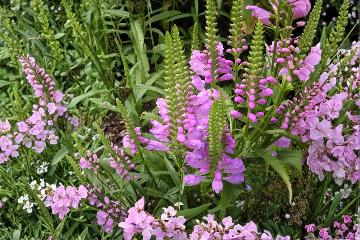 Obedient Plant Seeds – Physostegia virginiana Herbaceous Perennial with Pink to Lavender Tubular Flowers, Native Wildflower Seed