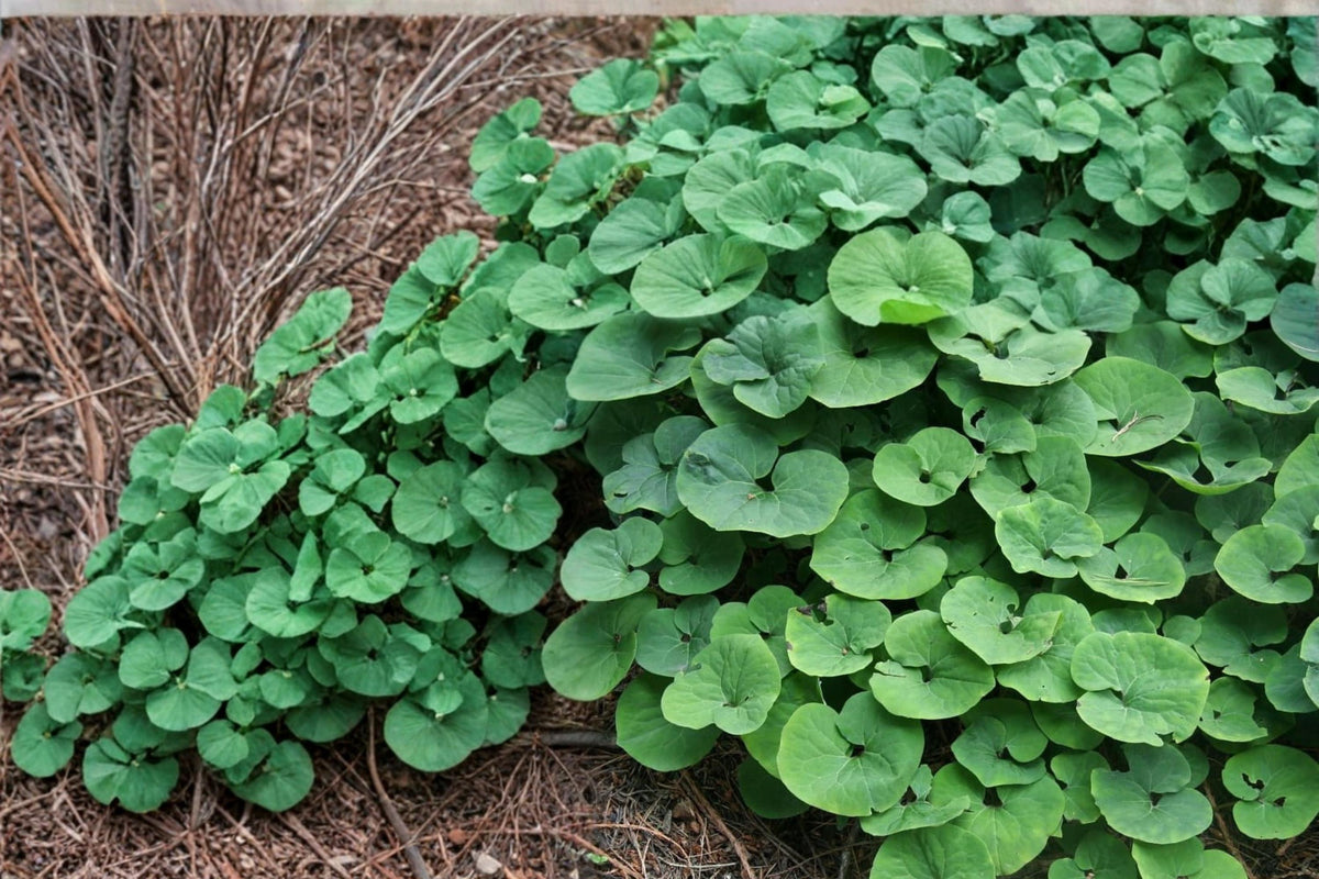 Wild Ginger Seeds – Herbaceous Perennial Ground Cover – Asarum canadense – Shade Garden, Woodland, Native Plant