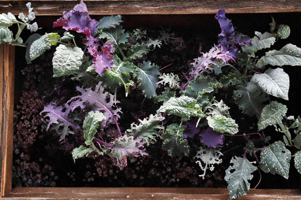 Heirloom Kale Garden Blend Seeds – Colorful Leafy Vegetable Mix for Easy Growing, Nutritious Gardens, Brassica oleracea