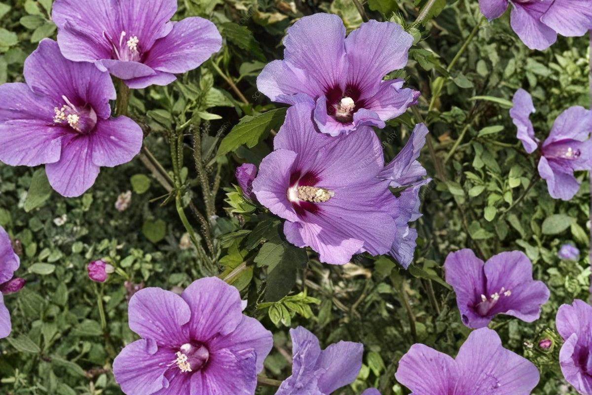 Rose of Sharon Seeds – Hibiscus syriacus Deciduous Shrub with Large Colorful Flowers, Garden Hedge & Border Plant