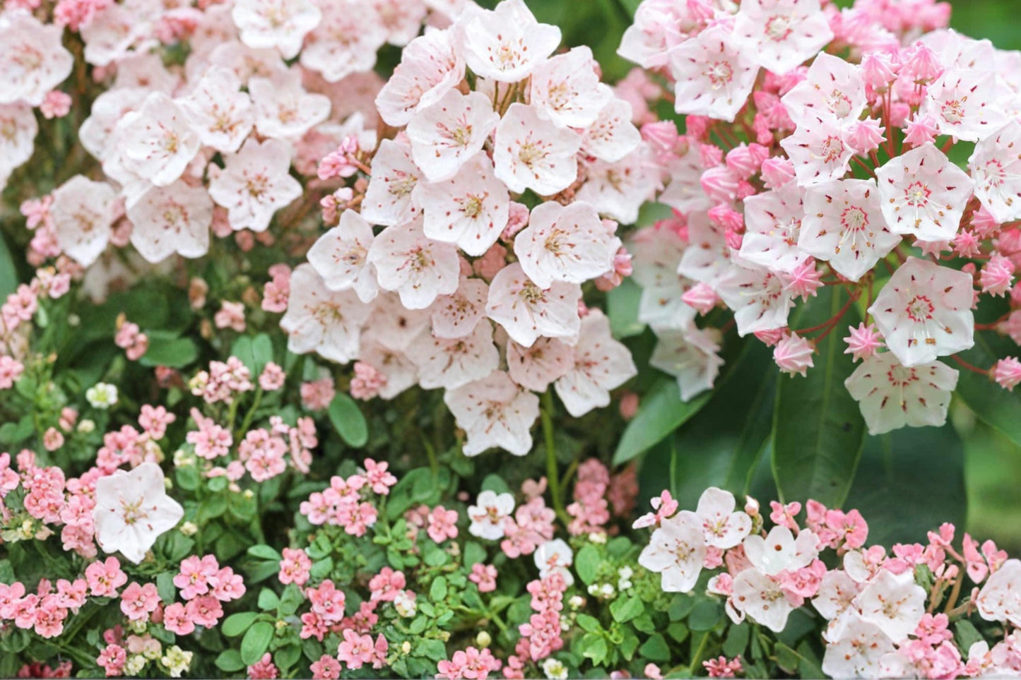 Mountain Laurel Seeds – Kalmia latifolia – Evergreen Shrub with Pale Pink to White Flowers for Shade Gardens