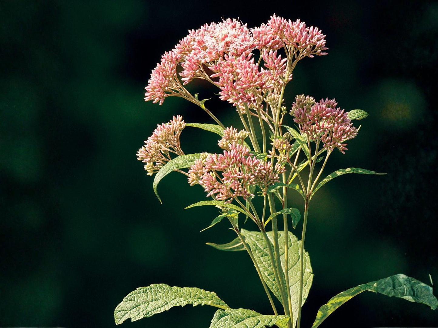Eutrochium purpureum Purple Joe Pye Weed Seeds – Heirloom Non-GMO Pollinator Garden Flower with Fragrant Pink Clusters