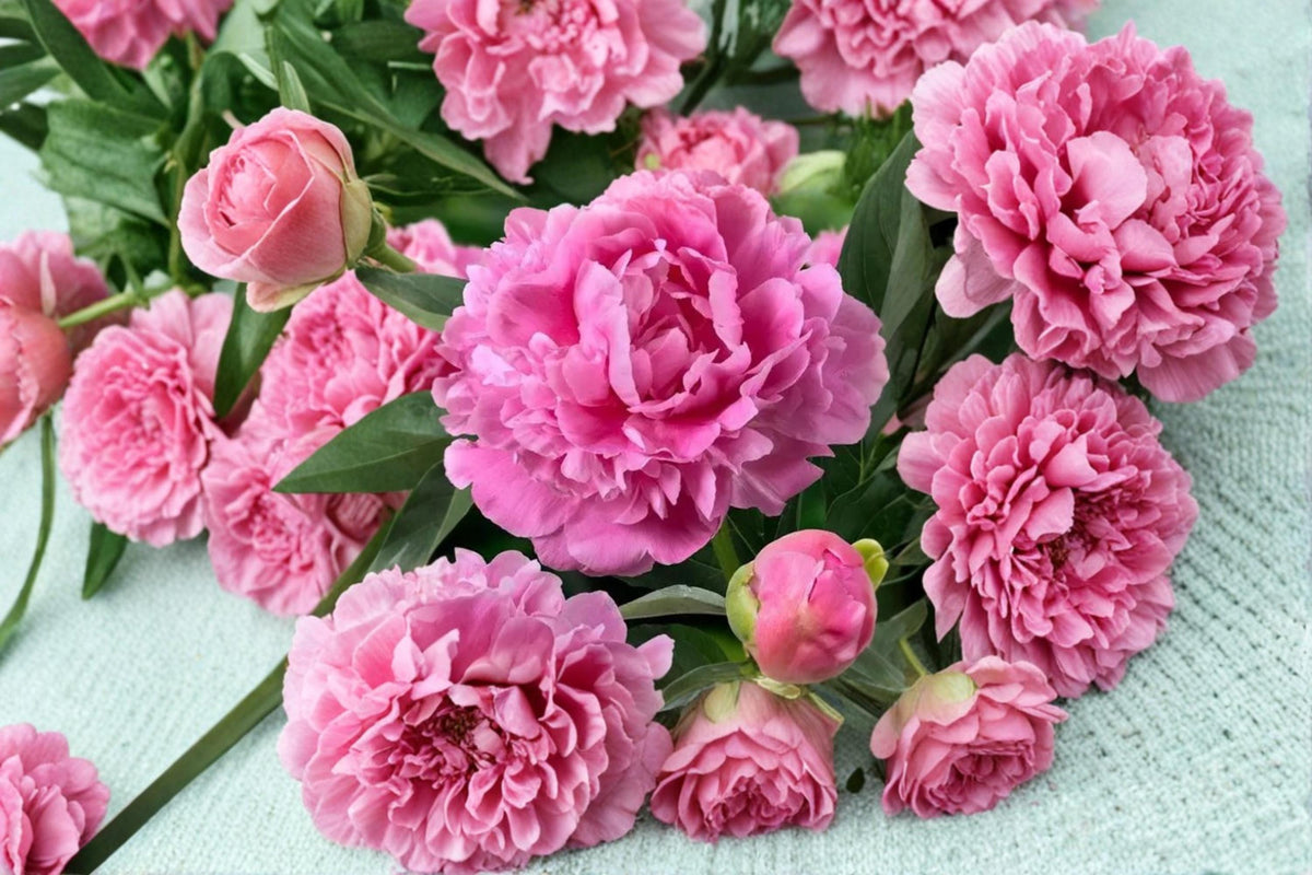 Garden Peony Seeds – Paeonia lactiflora Herbaceous Perennial with Large Colorful Flowers, Border & Garden Bed Plant
