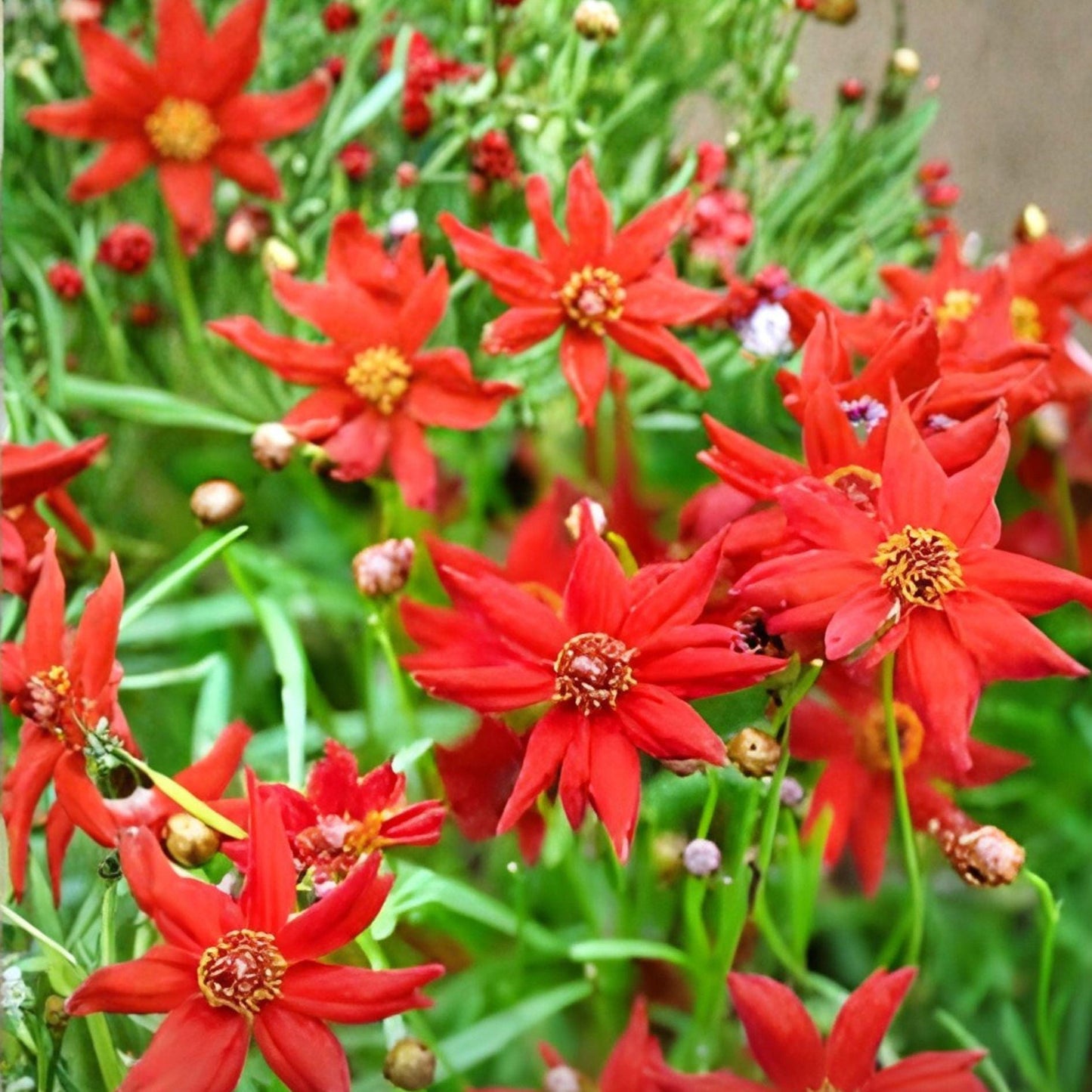 Dwarf Red Plains Coreopsis Seeds – 250 Pollinator-Friendly Wildflower Seeds for Garden Beds & Borders – Coreopsis tinctoria