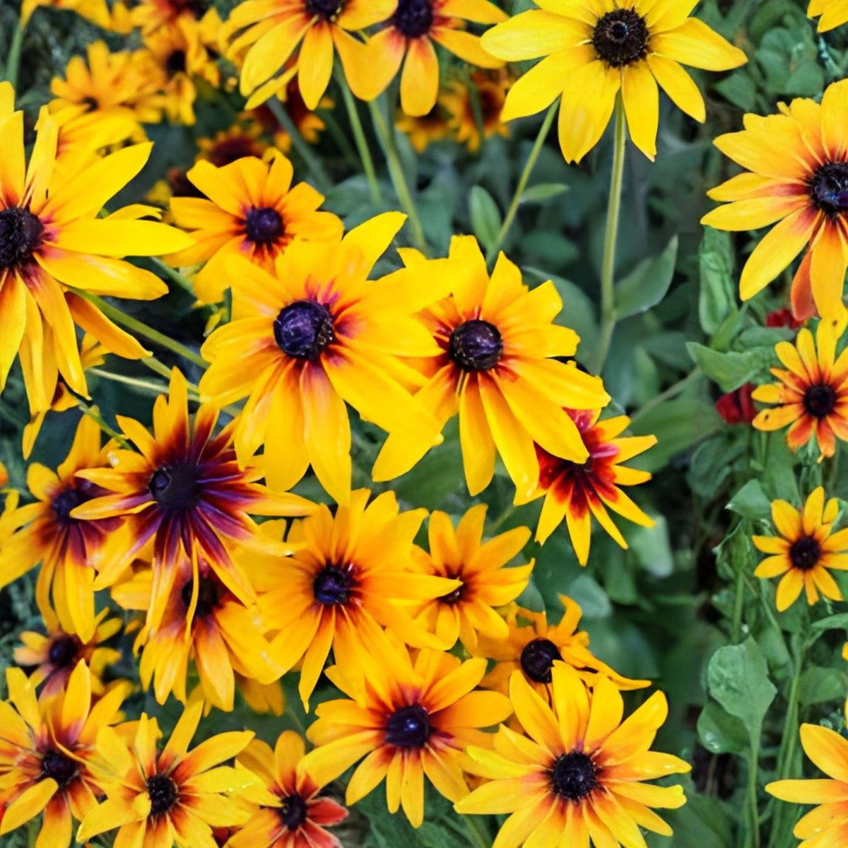 Gloriosa Daisy Seeds – 250 Rudbeckia hirta Wildflower Seeds for Pollinator Gardens, Cut Flowers, Naturalized Landscapes