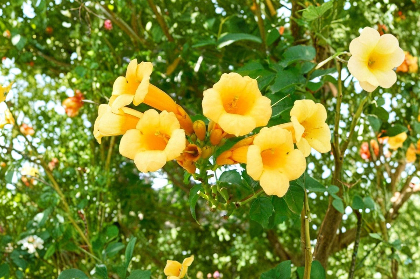 Yellow Trumpet Vine Seeds – Campsis radicans 'Flava' Woody Climbing Vine with Bright Yellow Tubular Flowers, 20 Seeds