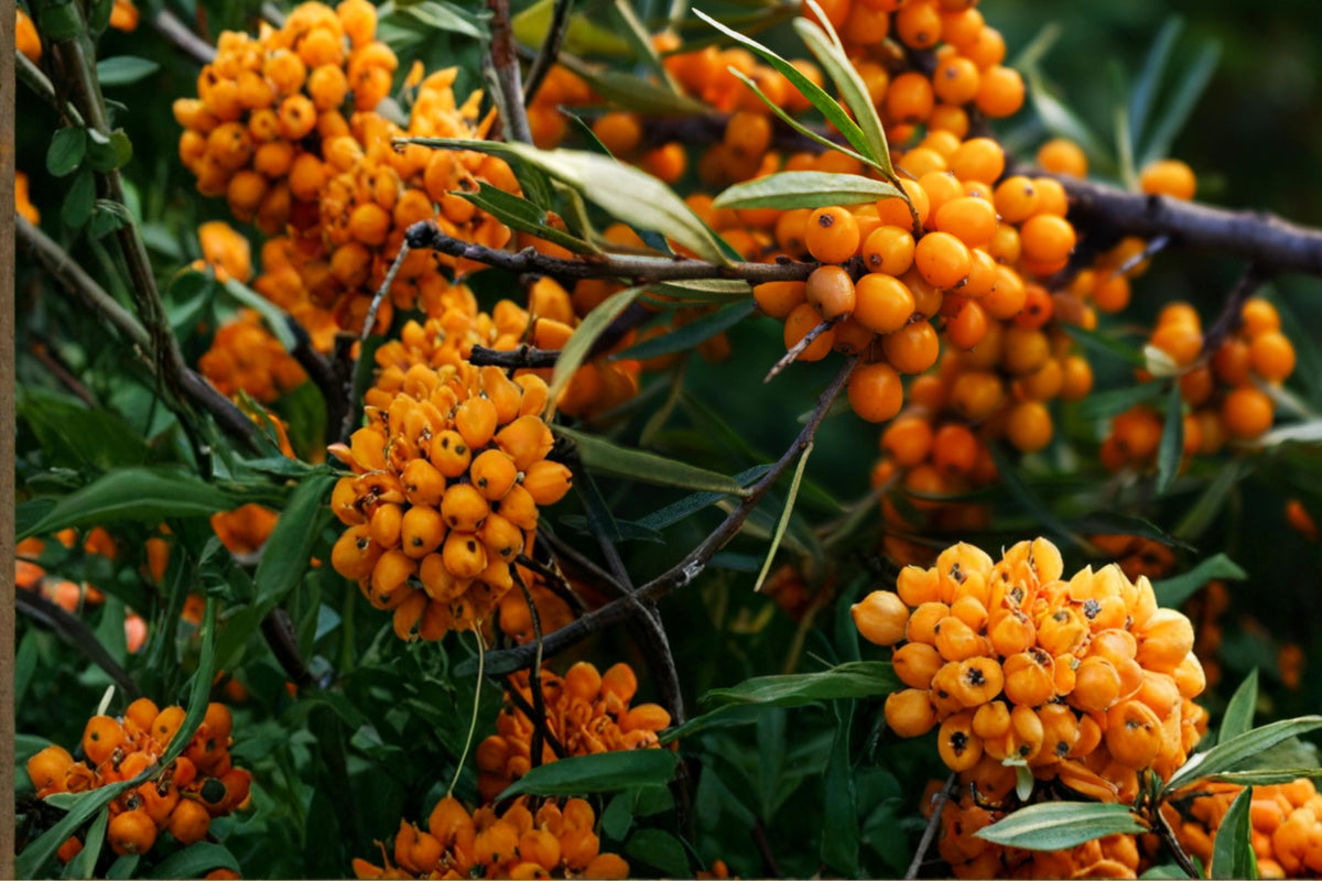 Sea Buckthorn Seeds – Hippophae rhamnoides, Deciduous Shrub with Bright Orange Berries, Hardy Coastal and Hedge Plant, 20 Seeds