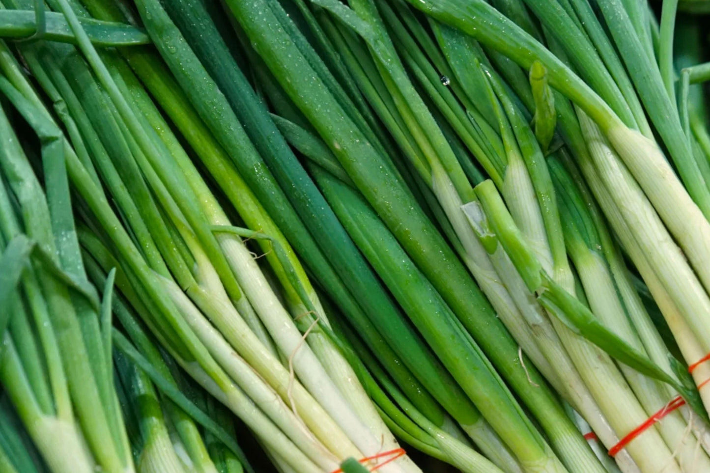 Ishikura Winter Long Onion Seeds – Heirloom Cold Hardy Bunching Green Onions for Gardens, Scallions, 250+ Seeds