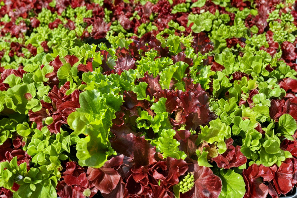 Gourmet Mixed Lettuce Seeds, Heirloom Non-GMO Salad Leaf Blend, Cut-and-Come-Again, 500+ Seeds for Continuous Harvests
