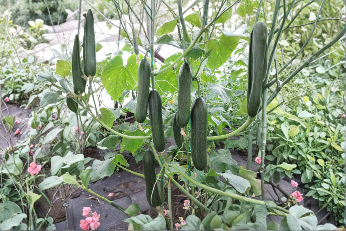 Tendergreen Burpless Cucumber Seeds – Heirloom, Non-GMO, Smooth Skin, Mild Flavor, Climbing Vine, 50+ Seeds