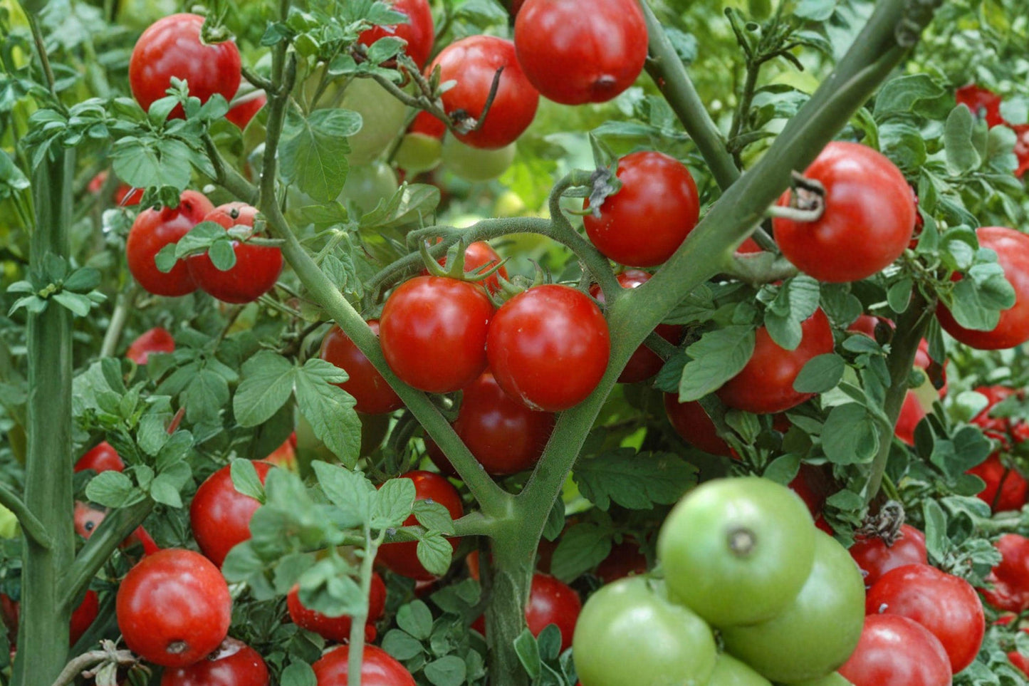 Early Cascade Tomato Seeds - Heirloom, High Yield, Juicy Flavor, Fast Maturity, 120+ Seeds