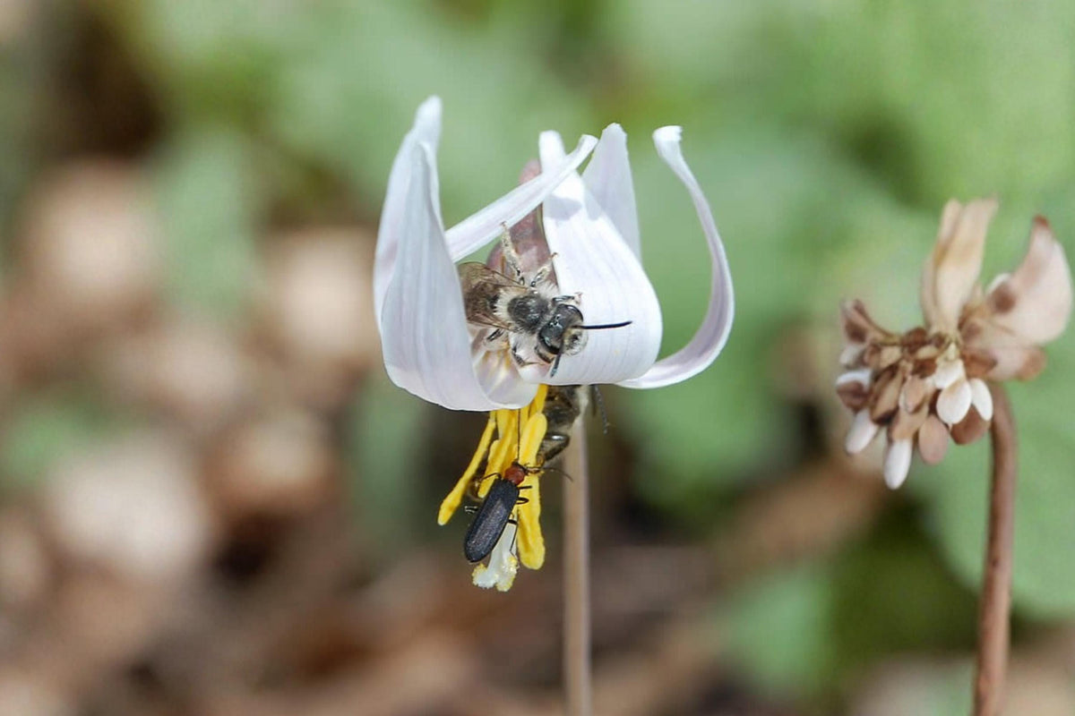 White Trout Lily Seeds - Native Erythronium albidum for Woodland Gardens & Shade Areas, Ephemeral Flowering Plant, Pack of 5