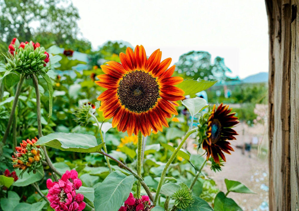 Red Sunflower Seeds, Heirloom Non-GMO, Deep Red Bloom, Tall Ornamental Flower Seeds for Garden & Cut Flowers