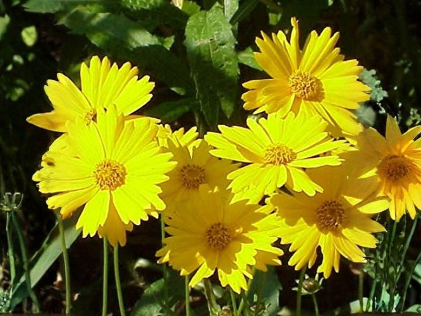 Dwarf Coreopsis Seeds | Heirloom Non-GMO Wildflower | Pollinator Garden Blooms | Coreopsis lanceolata