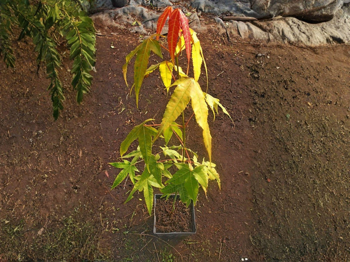 Elegant Chinese Maple Tree Seeds | Heirloom Non-GMO Acer elegantulum Ornamental Garden Planting