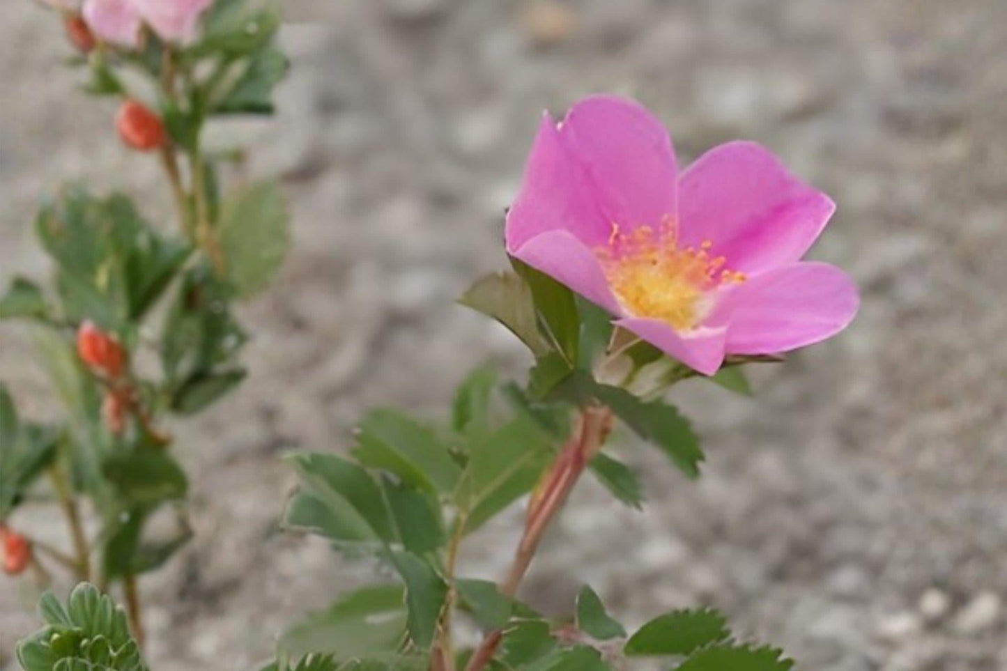 Prairie Wild Rose Seeds (15) – Native Rosa arkansana with Pink Blooms, Wild Rose Fragrance, Supports Pollinators, Drought Tolerant, Easy to Grow