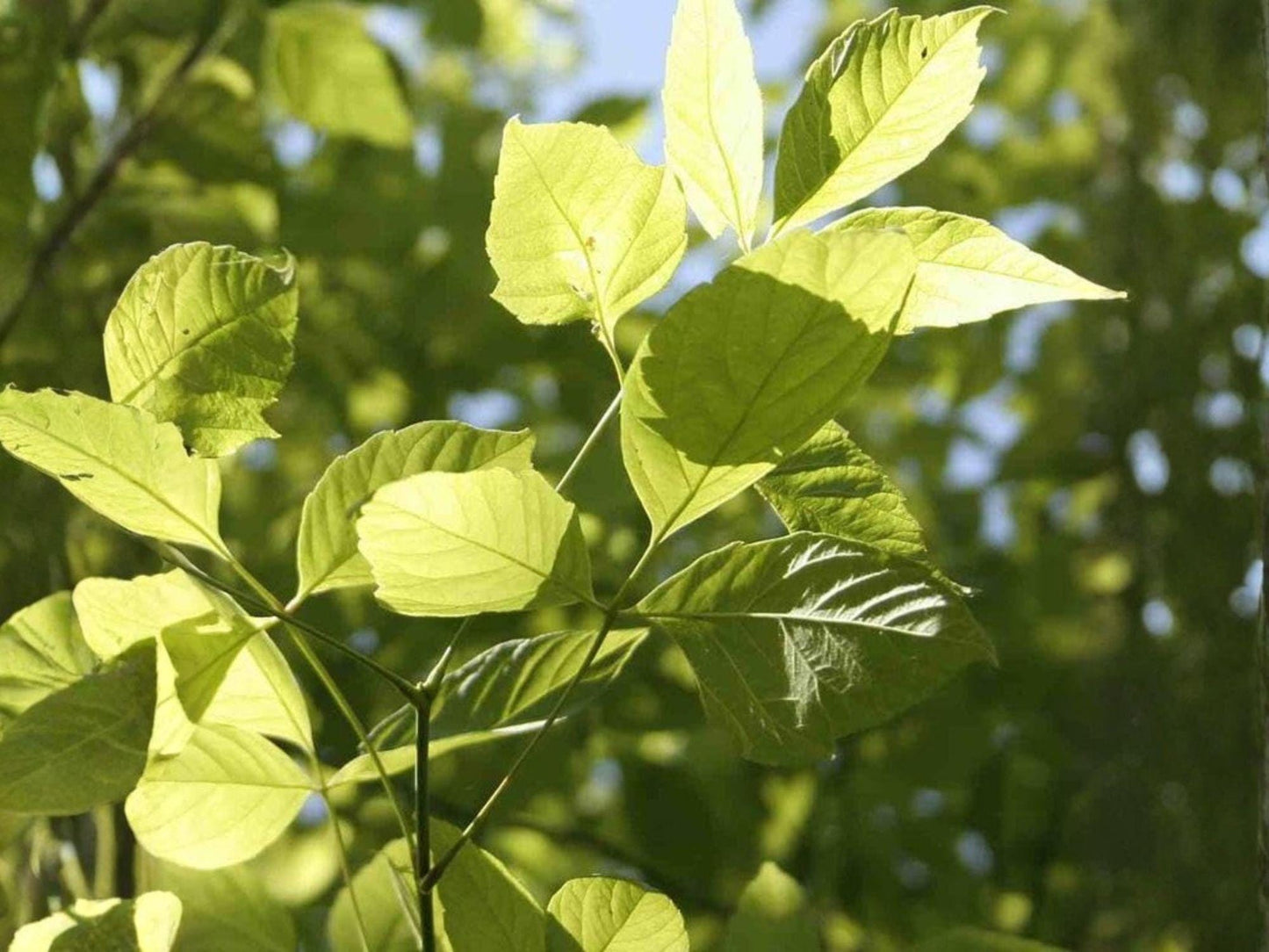 Boxelder Maple Seeds - Heirloom Non-GMO Acer negundo Tree Seeds for Garden Planting