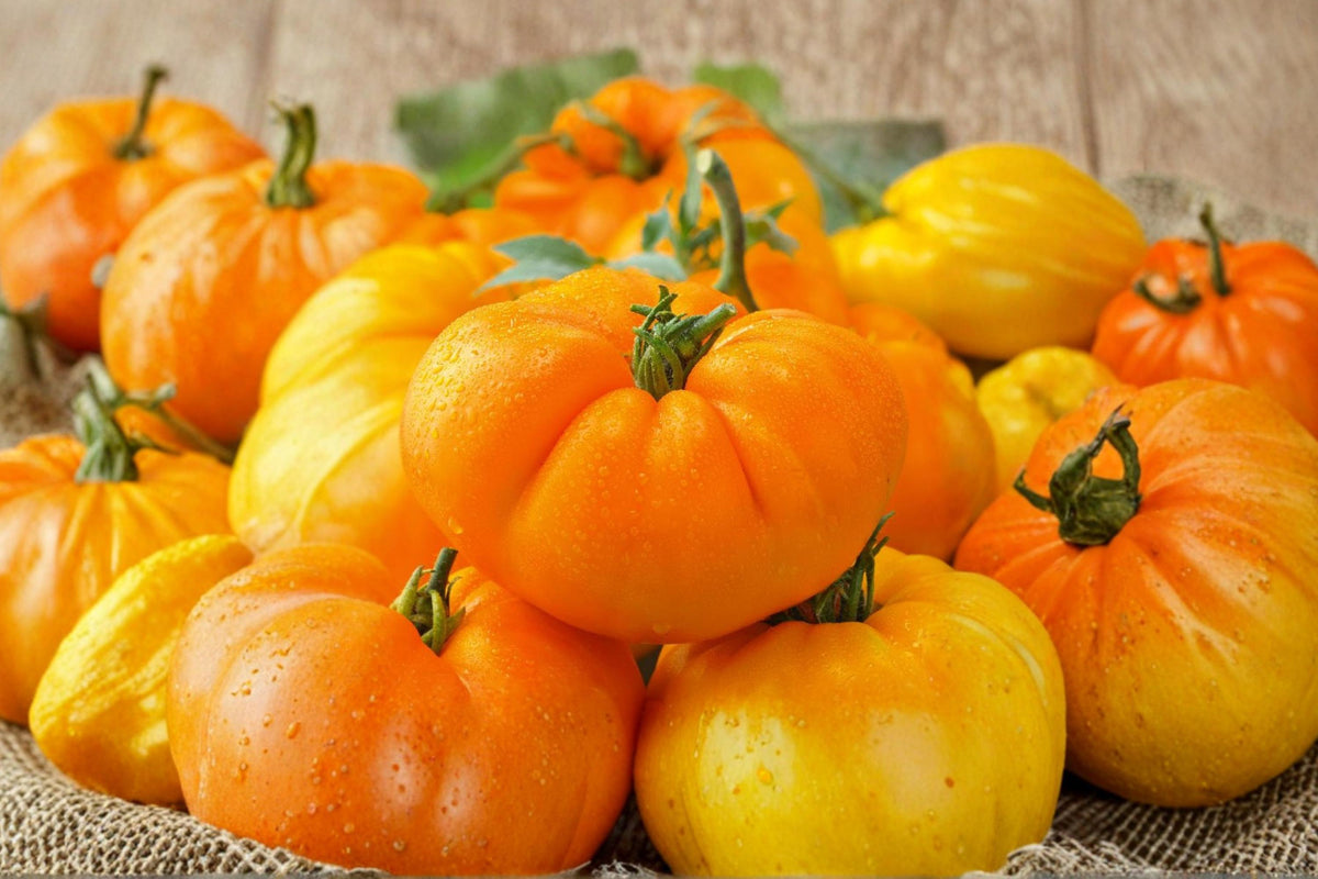 Amana Orange Tomato Seeds – Rare Heirloom Beefsteak, Large, Golden-Orange, Low Acid, Indeterminate, Non-GMO, 120+ Seeds