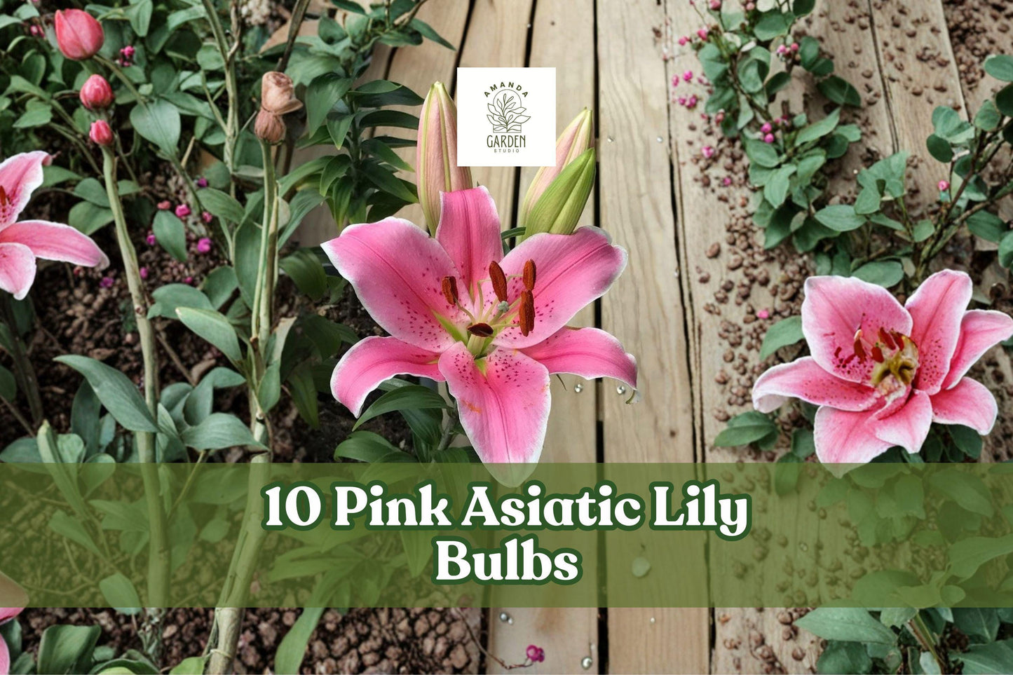 Pink Asiatic Lily Bulbs – 10 Pack, Bright Pink Flowers, Perennial Garden Bulbs, Lilium spp., Easy to Grow