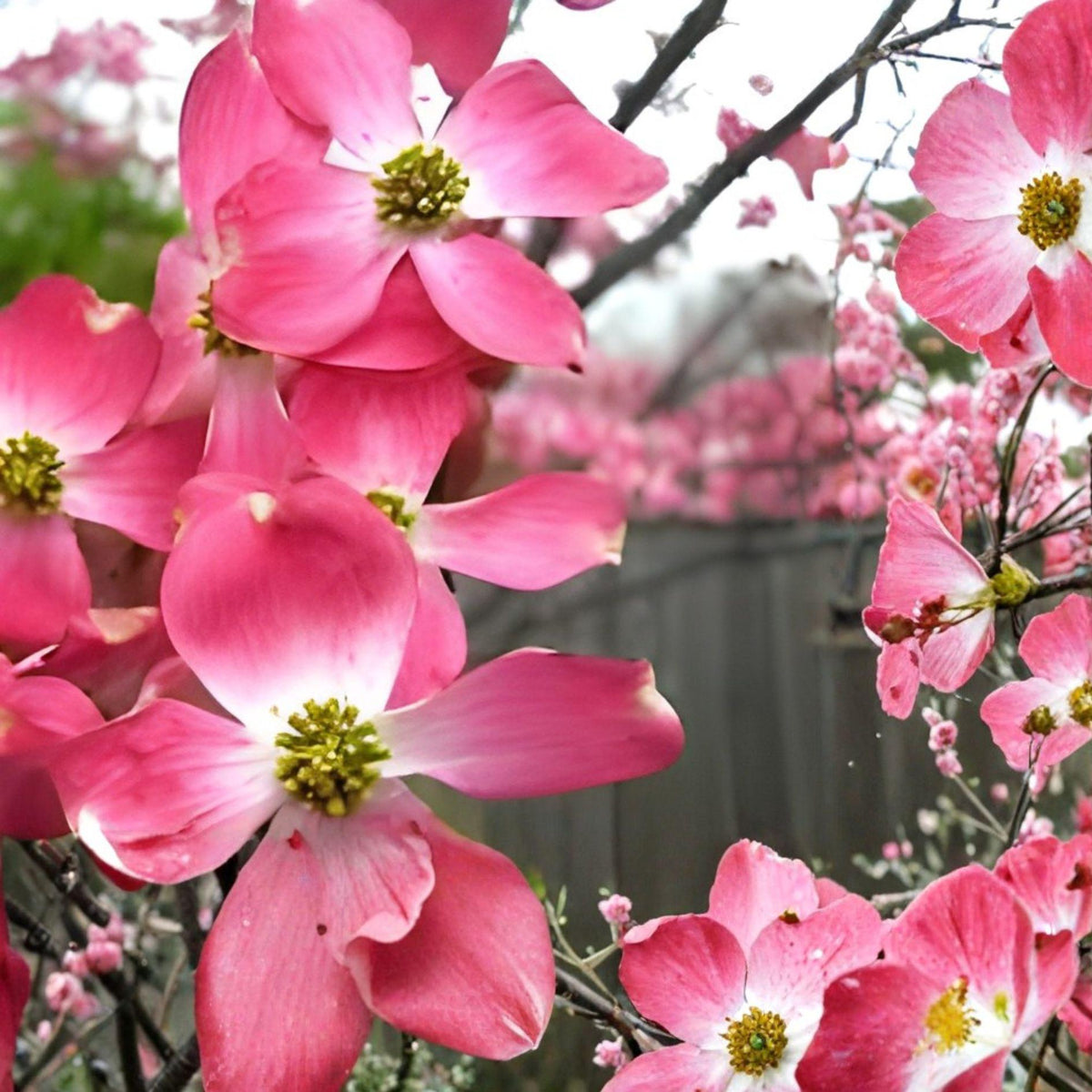 Pink Dogwood Cuttings - Unrooted Flowering Tree Propagation, Cornus florida, Heirloom Deep Pink Blooms, Garden & Landscape Planting