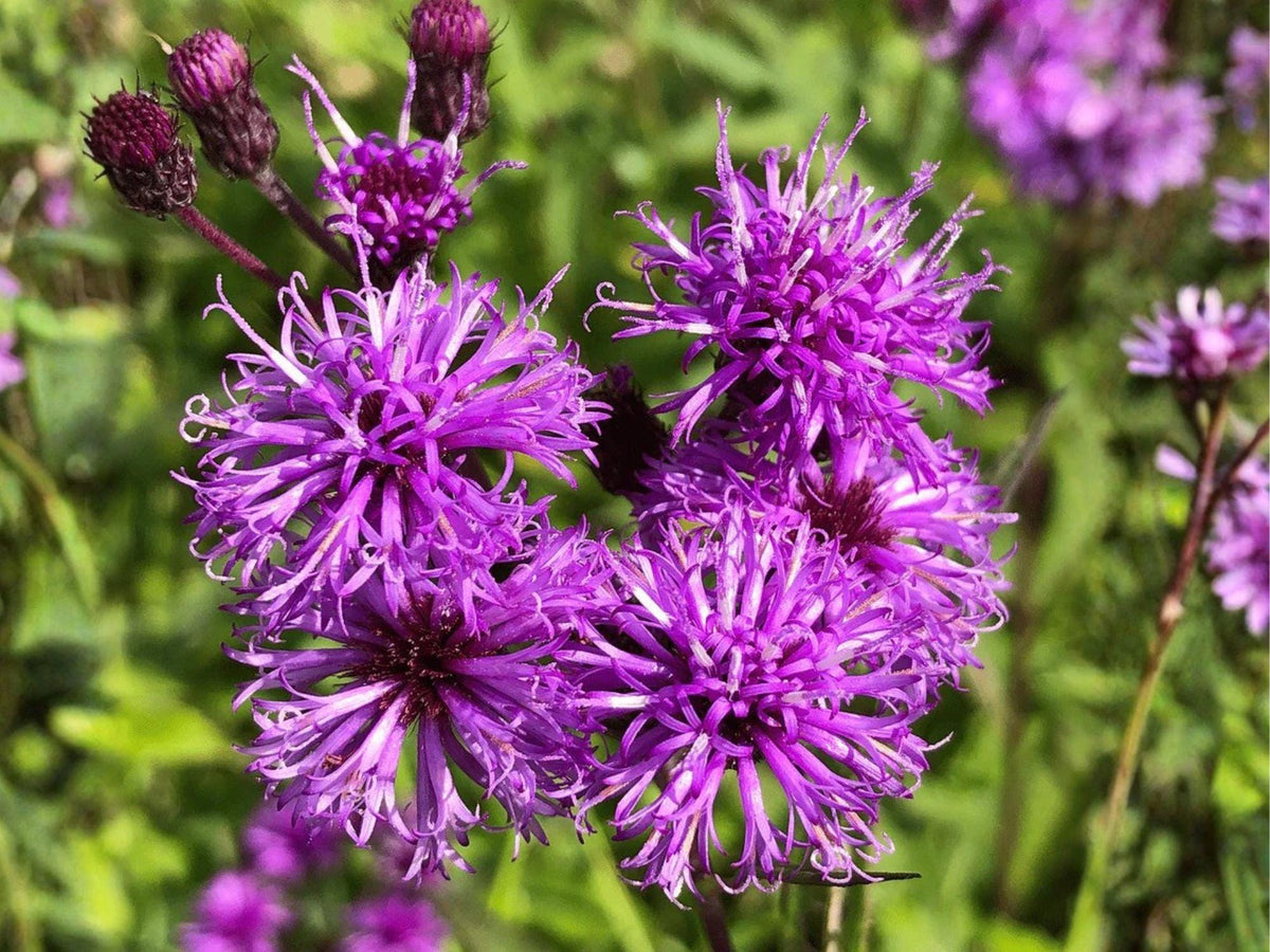 New York Ironweed Seeds – Heirloom Non-GMO Native Wildflower for Pollinator Gardens – Vernonia noveboracensis