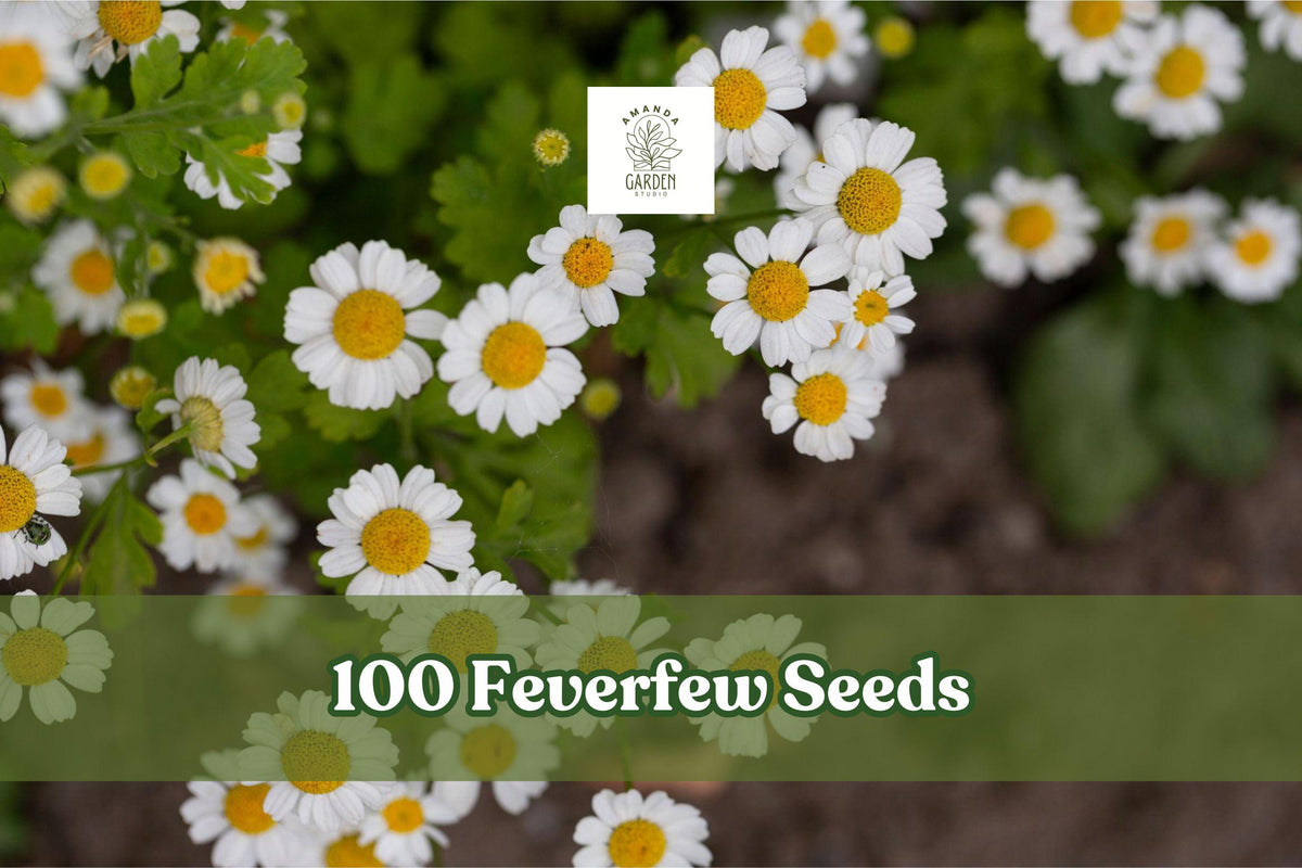 Feverfew Seeds, 100+ Tanacetum parthenium Herb & Flower Seeds, White Daisy-Like Blooms, Easy to Grow, Perennial Herb Plant