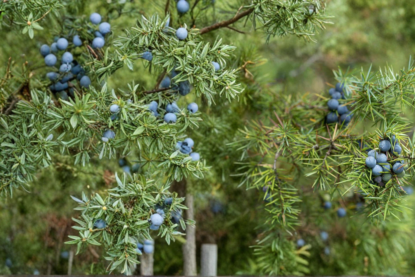 Common Juniper Seeds, Evergreen Conifer, Needle Foliage, Berry Cones, Juniperus communis, Ground Cover, Hedges