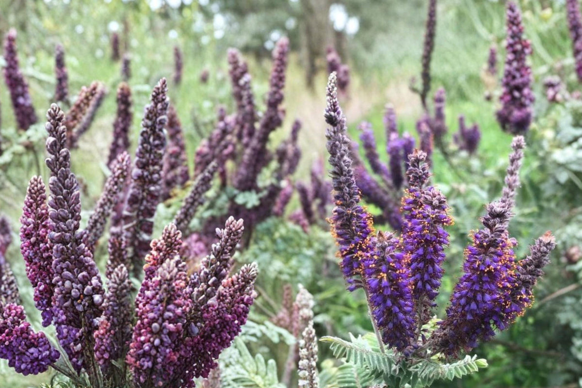 Leadplant Seeds – Amorpha canescens Native Perennial Shrub with Purple Flowers and Silvery Foliage, Drought Tolerant Prairie Plant