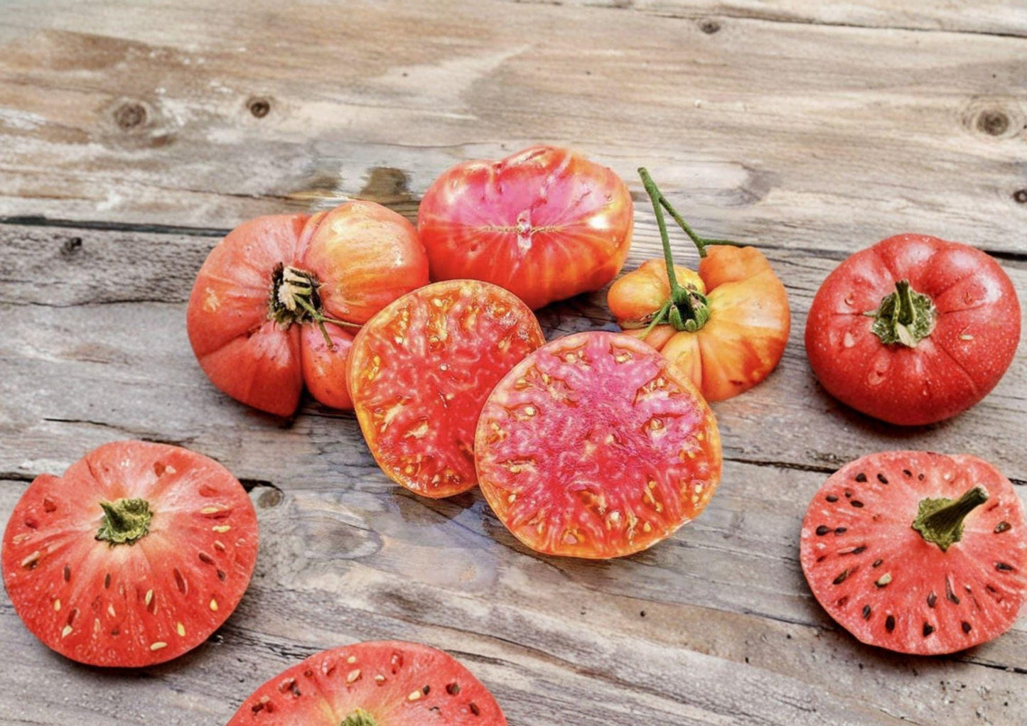 Hillbilly Tomato Seeds, Heirloom Non-GMO, Large Bicolor Fruits, Solanum Lycopersicum, Garden Planting Seeds