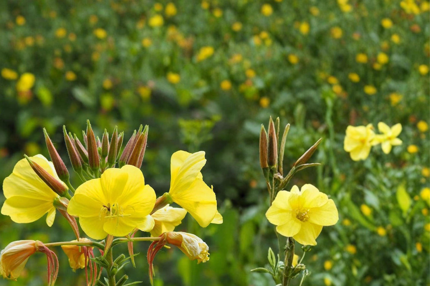 Evening Primrose Seeds – Oenothera biennis – Bright Yellow Wildflower for Meadows & Natural Gardens