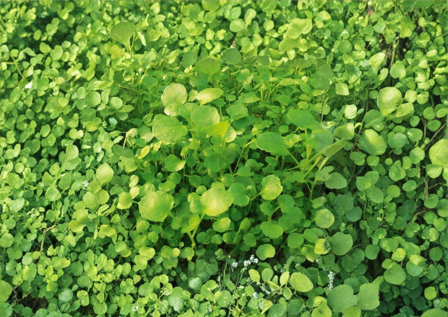 Watercress Seeds - Organic Heirloom Non-GMO Herb for Salad Greens, Aquatic Planting, Nasturtium officinale